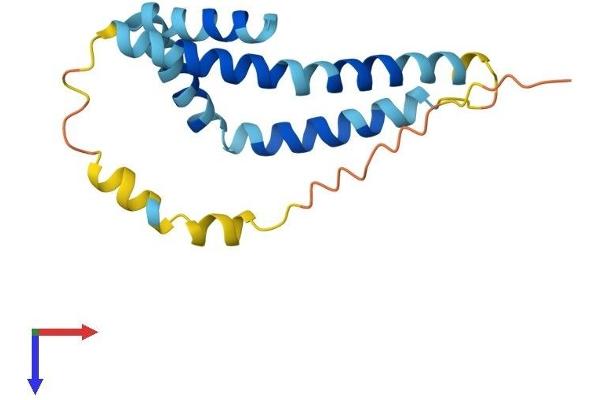 FUNDC1 Protein (AA 1-155) (His tag)