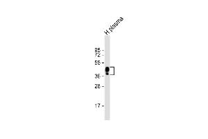 Anti-HPR Antibody (Center) at 1:2000 dilution + human plasma lysate Lysates/proteins at 20 μg per lane. (HPR Antikörper  (AA 212-240))