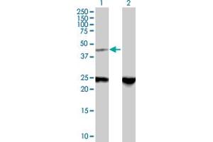 Western Blot analysis of ZNF24 expression in transfected 293T cell line by ZNF24 MaxPab polyclonal antibody. (ZNF24 Antikörper  (AA 1-368))