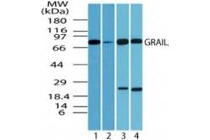 Image no. 3 for anti-Ring Finger Protein 128 (RNF128) (AA 227-253) antibody (ABIN207733) (RNF128 Antikörper  (AA 227-253))