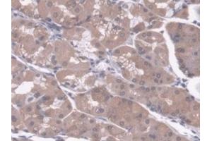 Immunohistochemistry (IHC) image for anti-Regucalcin (RGN) (AA 65-299) antibody (ABIN7440923)