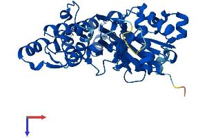 Actin, gamma 1 Protein (ACTG1) (AA 1-375) (His tag)