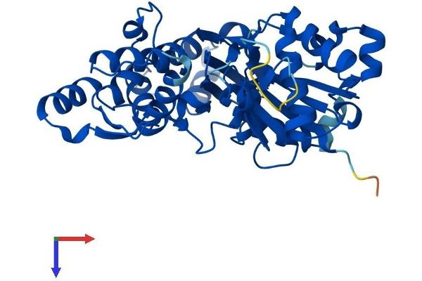 Actin, gamma 1 Protein (ACTG1) (AA 1-375) (His tag)