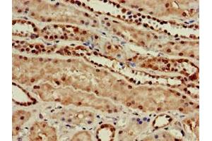 Immunohistochemistry of paraffin-embedded human kidney tissue using ABIN7165618 at dilution of 1:100 (C22orf13 Antikörper  (AA 1-136))