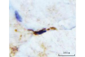 IHC analysis of M Cadherin/CDH15 using anti-M Cadherin/CDH15 antibody (ABIN7602173). (CDH15 Antikörper  (AA 61-742))