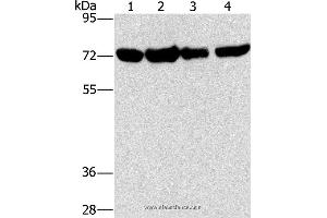 Western blot analysis of A172, hela, hepg2 and 293T cell, using DEPDC1 Polyclonal Antibody at dilution of 1:150 (DEPDC1 Antikörper)