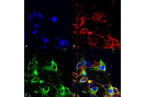 Immunocytochemistry/Immunofluorescence analysis using Mouse Anti-AMIGO-1 Monoclonal Antibody, Clone S86-36 (ABIN1686647). (AMIGO1 Antikörper  (AA 554-574))