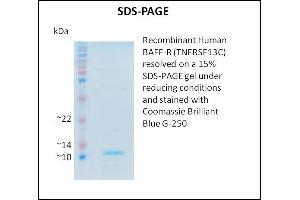 SDS-PAGE (SDS) image for Tumor Necrosis Factor Receptor Superfamily, Member 13C (TNFRSF13C) (Active) protein (ABIN5509279)
