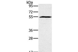 Western Blot analysis of Mouse heart tissue using BMP6 Polyclonal Antibody at dilution of 1:500 (BMP6 Antikörper)