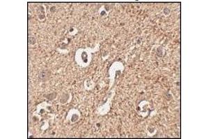 Immunohistochemistry: ATG12 antibody staining of Human brain tissue at 2. (ATG12 Antikörper  (Middle Region))