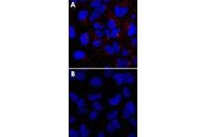 HeLa cells stained with IFITM3 polyclonal antibody , without (A) or with (B) blocking peptide (P0250). (IFITM3 Antikörper  (N-Term))