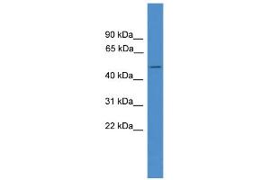 WB Suggested Anti-BSCL2 Antibody Titration:  0. (BSCL2 Antikörper  (C-Term))