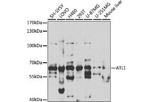 Western blot analysis of extracts of various cell lines, using  antibody (ABIN6129646, ABIN6137275, ABIN6137276 and ABIN6220922) at 1:1000 dilution. (ATL1 Antikörper  (AA 1-280))