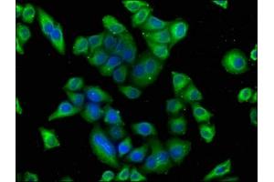 Immunofluorescence staining of Hela cells with ABIN7164063 at 1:100, counter-stained with DAPI. (POU4F1 Antikörper  (AA 258-419))