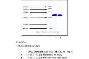 Gel Scan of Apolipoprotein E, Human Plasma  This information is representative of the product ART prepares, but is not lot specific. (APOE Protein)