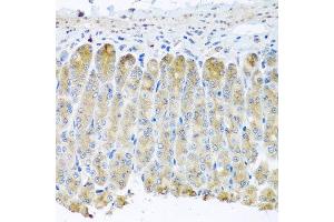 Immunohistochemistry of paraffin-embedded mouse stomach using TAMM41 antibody at dilution of 1:100 (x40 lens). (TAM41 Antikörper)