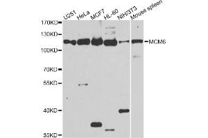 Western blot analysis of extracts of various cell lines, using MCM6 antibody. (MCM6 Antikörper)