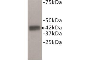 Western Blotting (WB) image for anti-Dual Specificity Phosphatase 5 (DUSP5) antibody (ABIN1854885) (DUSP5 Antikörper)