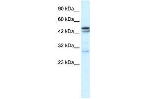 CHRNA3 antibody (70R-10537) used at 0. (CHRNA3 Antikörper  (N-Term))