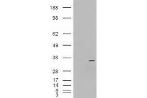 Western Blotting (WB) image for anti-Neurogenin 3 (NEUROG3) (AA 1-214) antibody (ABIN1490611) (Neurogenin 3 Antikörper  (AA 1-214))