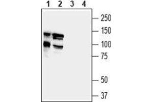 Western blot analysis of mouse (lanes 1 and 3) and rat (lanes 2 and 4) brain lysates: - 1,2. (DLGAP1 Antikörper  (Intracellular))