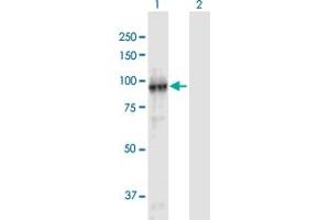 Western Blot analysis of FBXL11 expression in transfected 293T cell line by FBXL11 MaxPab polyclonal antibody.