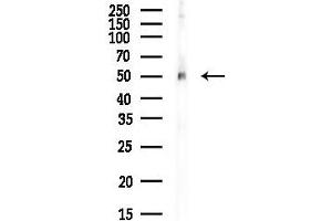 Western blot analysis of lysates from PC12 cells(LPS, 4h treatment), using RBBP7 Antibody at 1/1000 dilution.