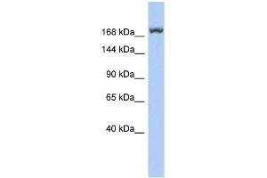 LRRC37A3 antibody used at 1 ug/ml to detect target protein. (LRRC37A3 Antikörper  (Middle Region))