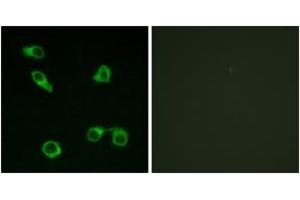 Immunofluorescence analysis of COS7 cells, using PE2R3 Antibody. (PTGER3 Antikörper  (AA 1-50))
