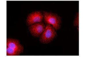 Immunofluorescence (IF) image for anti-Mechanistic Target of Rapamycin (serine/threonine Kinase) (mTOR) antibody (ABIN2665281) (MTOR Antikörper)