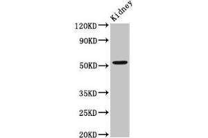 Western Blot Positive WB detected in: Rat kidney tissue All lanes: ZFP36L2 antibody at 2. (ZFP36L2 Antikörper  (AA 219-321))