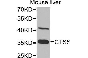 Western blot analysis of extracts of mouse liver cells, using CTSS antibody. (Cathepsin S Antikörper)