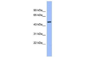 CAMK1G antibody used at 1 ug/ml to detect target protein. (CAMK1G Antikörper  (Middle Region))