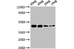 Western Blot Positive WB detected in Recombinant protein All lanes: speB antibody at 2. (Streptococcal Pyrogenic Exotoxin B (SPEB) (AA 146-398) Antikörper)