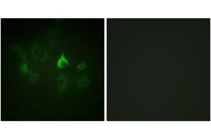 Immunofluorescence (IF) image for anti-BMX Non-Receptor Tyrosine Kinase (BMX) (AA 532-581) antibody (ABIN2888766) (BMX Antikörper  (AA 532-581))