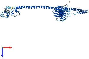 TRIM72 Protein (AA 1-477) (His tag)