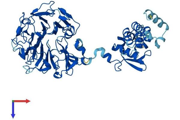 RCBTB1 Protein (AA 1-531) (His tag)