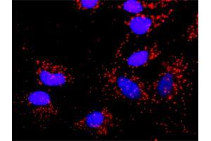 Proximity Ligation Analysis of protein-protein interactions between TP53 and SMAD2. (SMAD2 Antikörper  (AA 16-119))