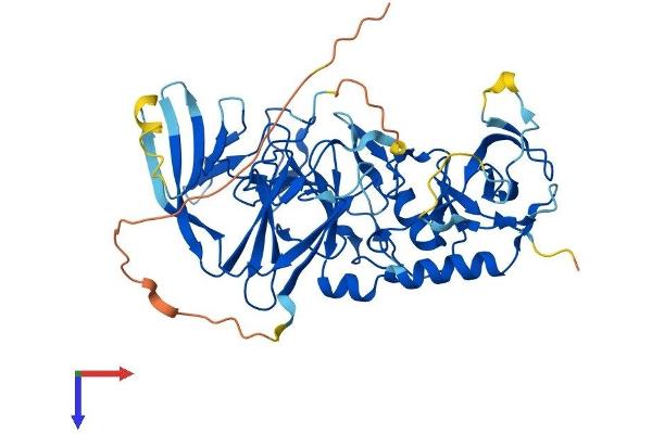 Pellino 3 Protein (AA 1-445) (His tag)