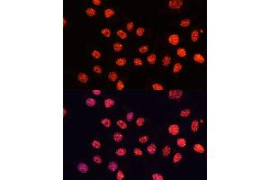 Immunofluorescence analysis of HeLa cells using TriMethyl-Histone H3-K56 pAb (ABIN7267700) at dilution of 1:100 (40x lens).