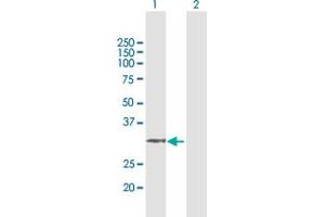 Western Blotting (WB) image for anti-Aminomethyltransferase (AMT) (AA 1-289) antibody (ABIN947552)