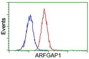 Image no. 5 for anti-ADP-Ribosylation Factor GTPase Activating Protein 1 (ARFGAP1) antibody (ABIN1496684) (ARFGAP1 Antikörper)