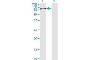 Western Blot analysis of RASGRP2 expression in transfected 293T cell line by RASGRP2 monoclonal antibody (M09), clone 3D8.