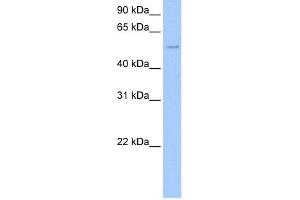 WB Suggested Anti-SHC1 Antibody Titration:  0. (SHC1 Antikörper  (C-Term))