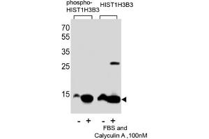 Western Blotting (WB) image for anti-HIST1H3B3 (pSer10) antibody (ABIN2933004) (HIST1H3B3 (pSer10) Antikörper)
