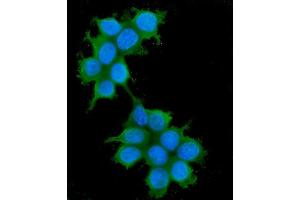 anti-Insulin Receptor Substrate 1 (IRS1) (AA 1041-1242) antibody