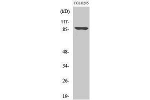 Western Blotting (WB) image for anti-Oct-1 (Ser1070) antibody (ABIN3185991) (Oct-1 Antikörper  (Ser1070))