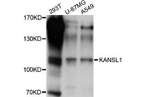 Western blot analysis of extracts of various cell lines, using KANSL1 antibody (ABIN5998028) at 1/1000 dilution. (KANSL1 Antikörper)