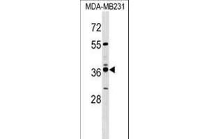 VN1R4 Antibody (Center) (ABIN1538022 and ABIN2849757) western blot analysis in MDA-M cell line lysates (35 μg/lane). (VN1R4 Antikörper  (AA 193-219))