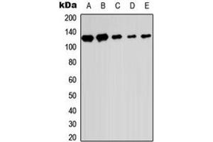 Western blot analysis of SENP6 expression in HEK293T (A), Raw264.